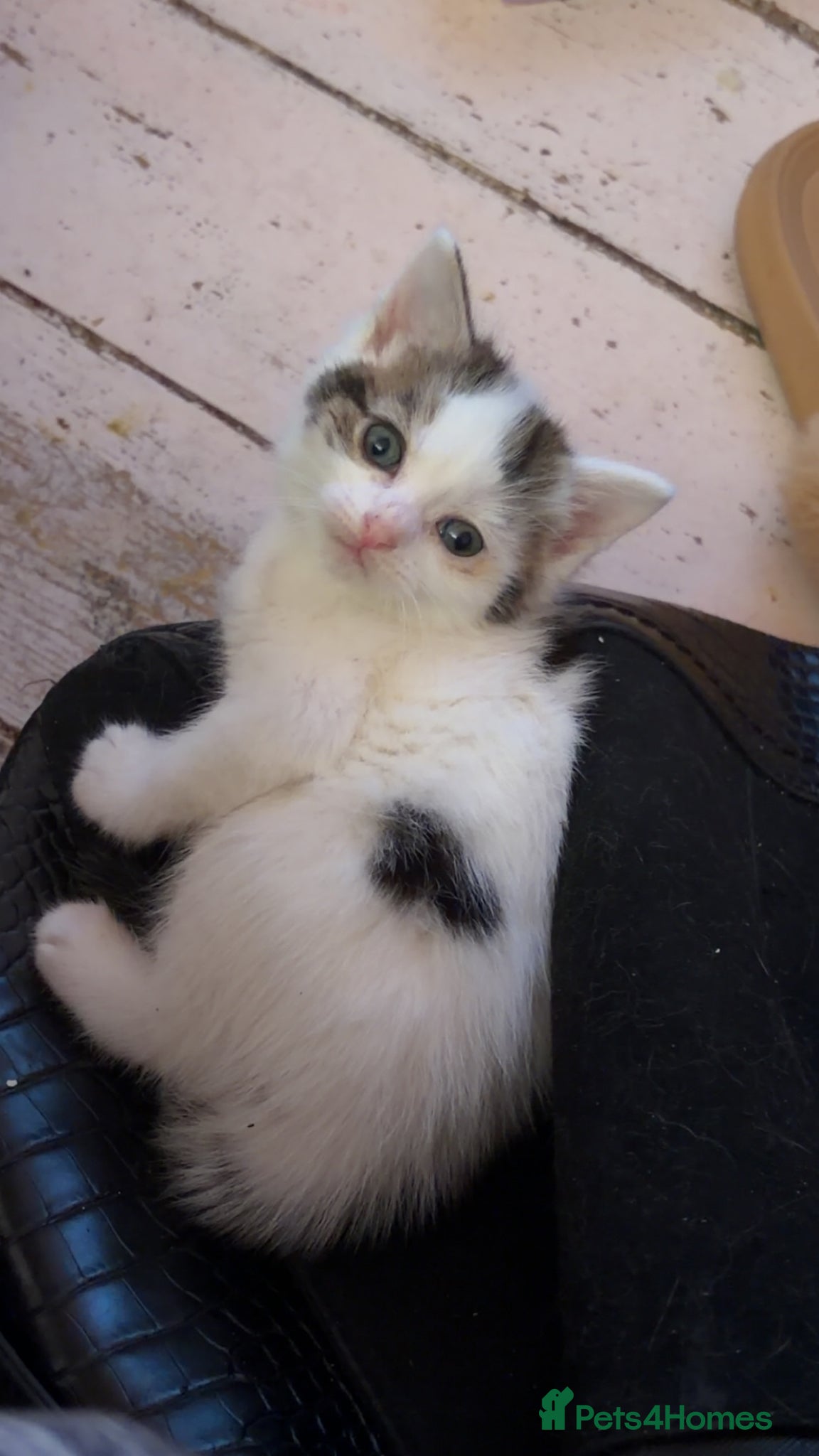 Mixed Breed cats for sale: 5 friendly playful mixed tabby kittens - Advert 3