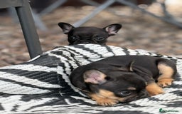 French Bulldog dogs for sale: Beautiful frenchie pups in Leeds - Image 21