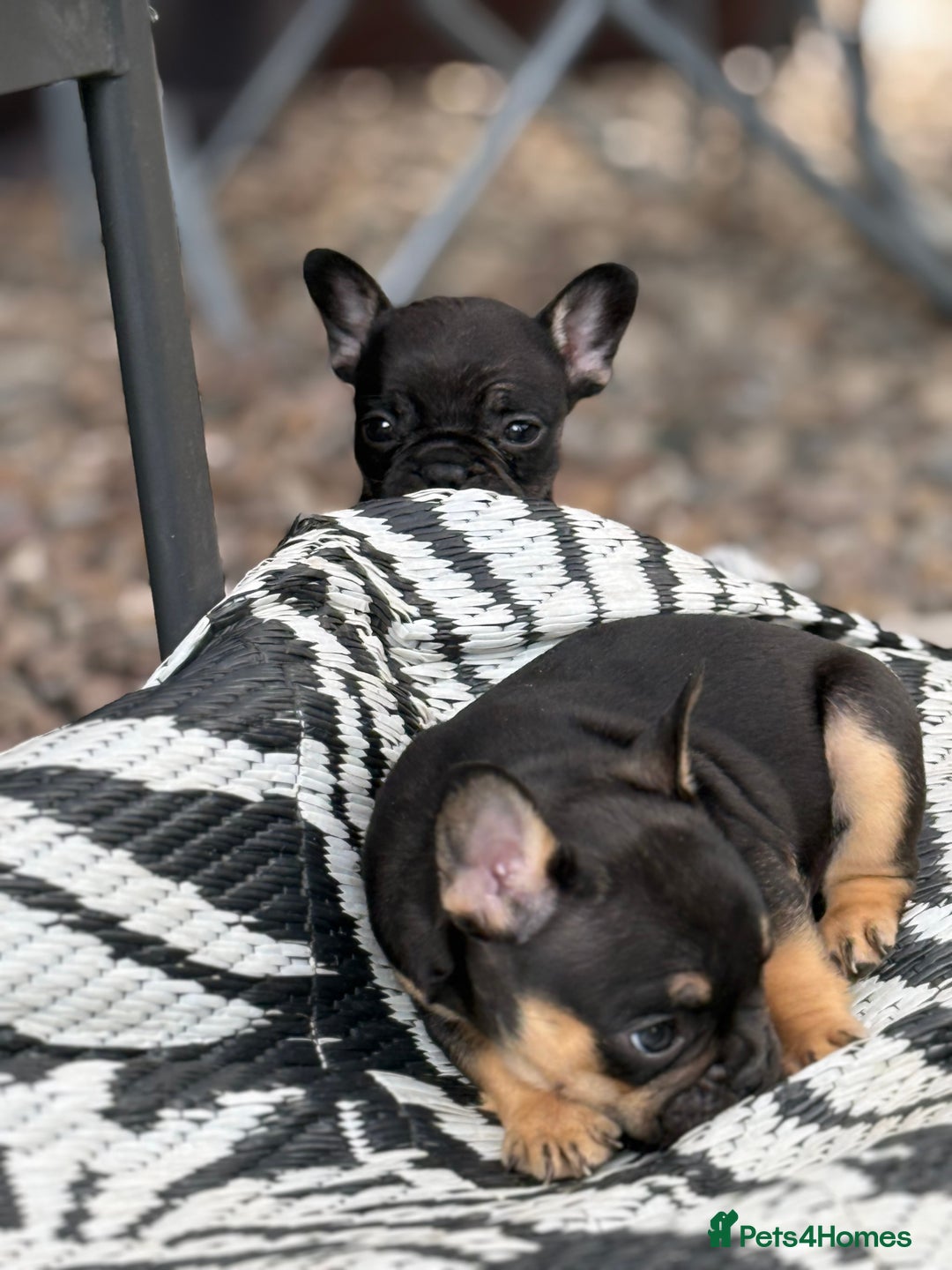 French Bulldog dogs for sale: Beautiful frenchie pups in Leeds - Image 21