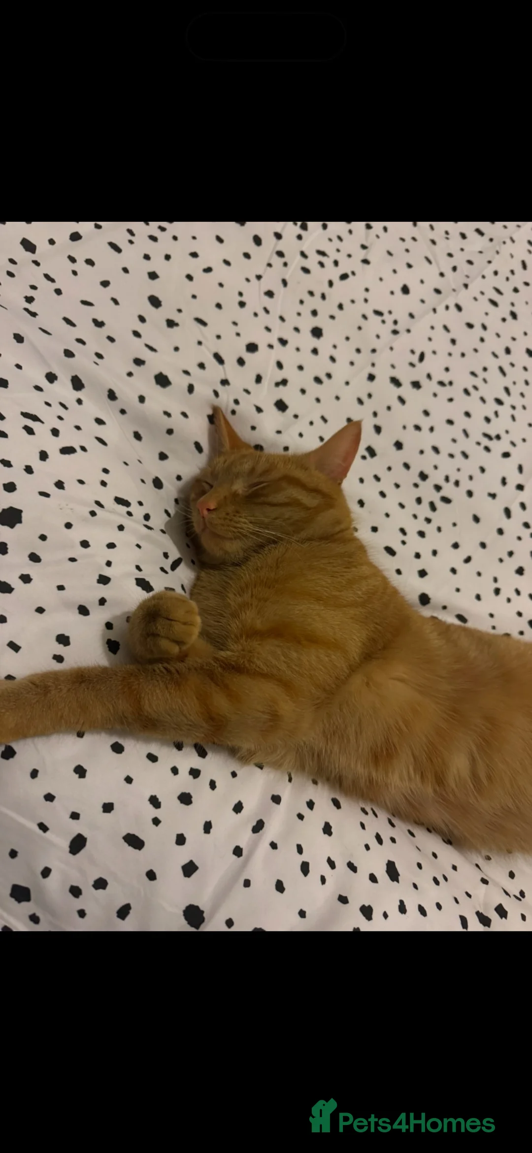 Domestic Shorthair cats for sale: Ginger male cat  in Choppington - Advert 2