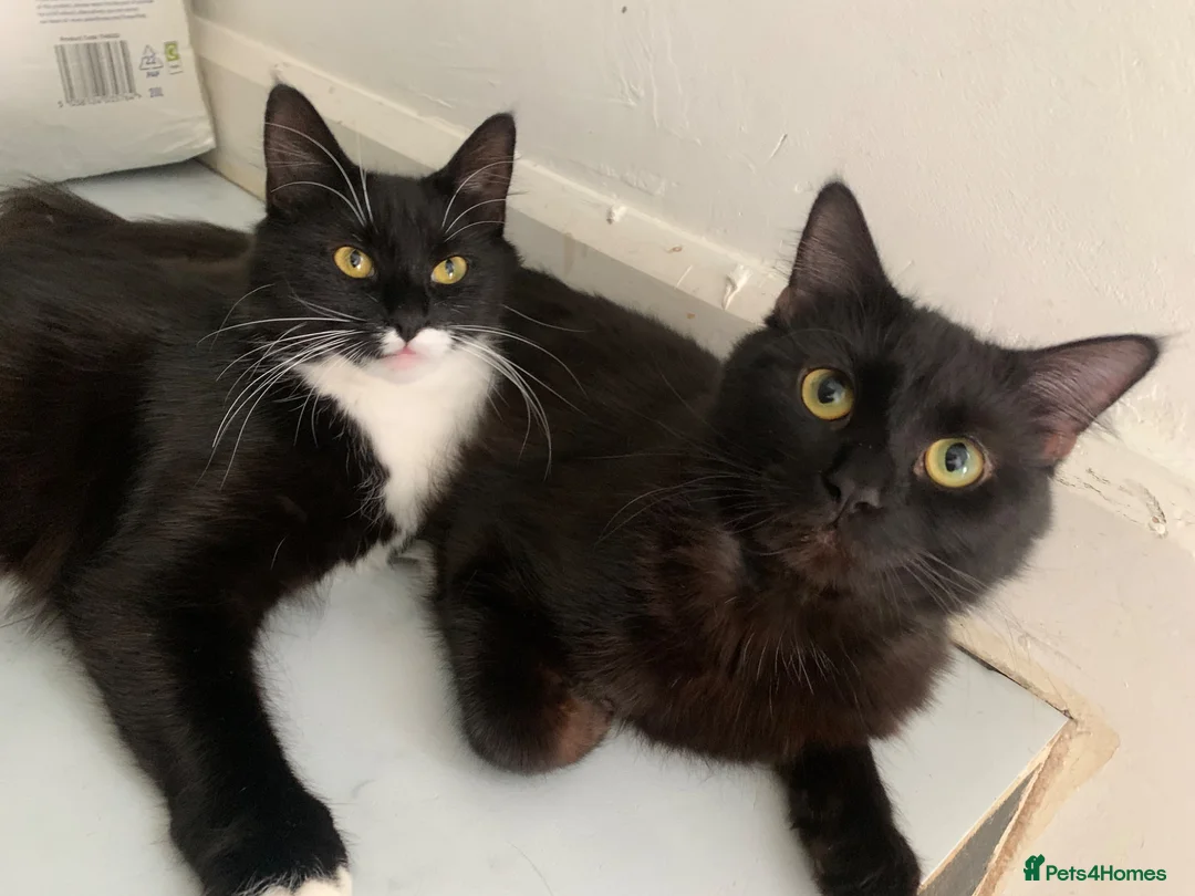 Ragdoll cats for sale: Ragdoll kittens fluffy / silky fur  - Advert 2