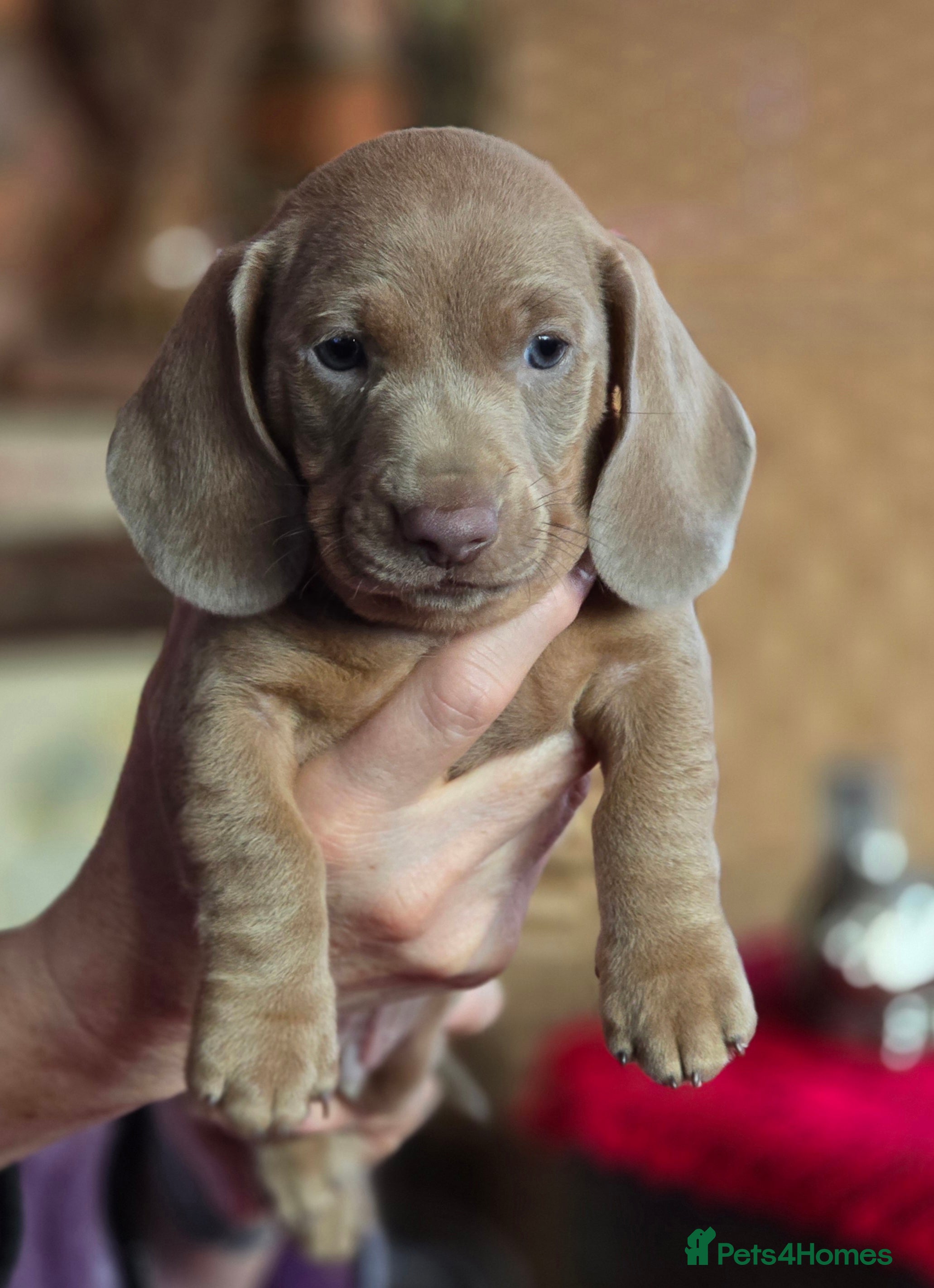 Dachshund dogs 🐾KC reg  mini pups ready  this  weekend🐾 - Advert 4