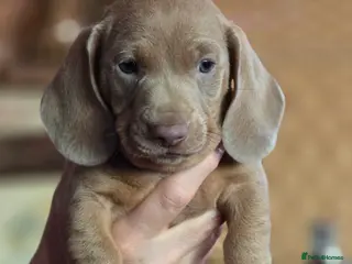 Dachshund dogs 🐾KC reg mini pups ready this weekend🐾 - Advert 4