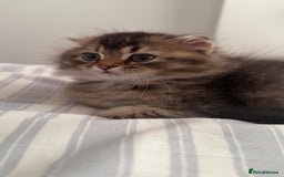 British Shorthair cats for sale: British short hair and Scottish fold  - Image 16