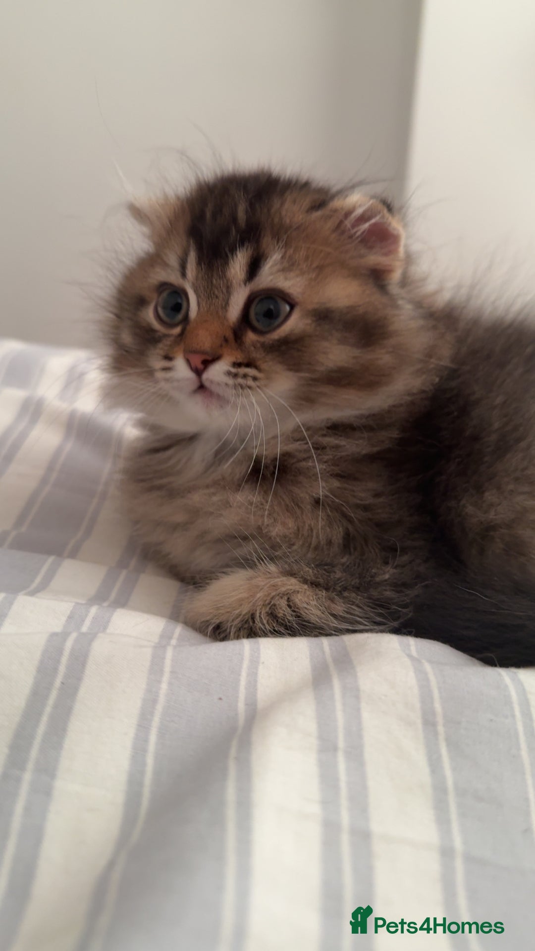 British Shorthair cats for sale: British short hair and Scottish fold  - Image 16