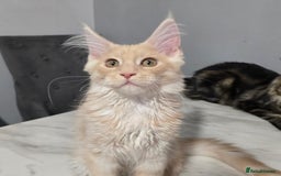 Maine Coon cats for sale: Ready now boys Mainecoon tica registered  - Image 11