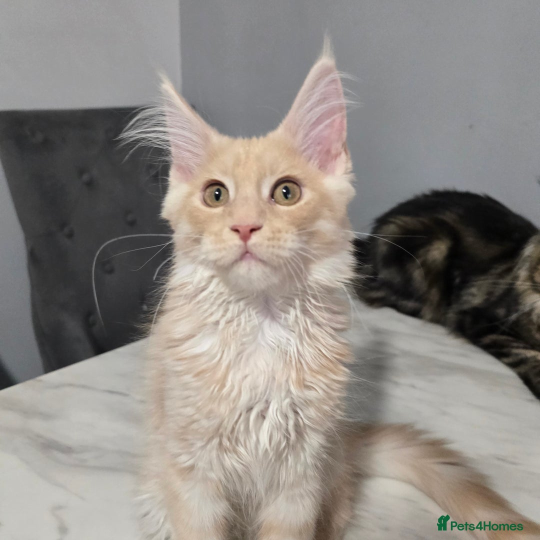 Maine Coon cats for sale: Ready now boys Mainecoon tica registered  - Image 11