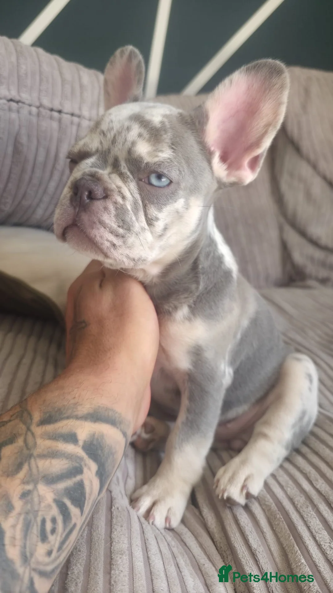 French Bulldog dogs for sale: Ready to go - Lilac Merle Frenchie 💗 - Advert 2