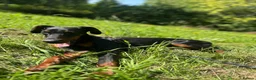 Dobermann dogs for sale: Beautiful 8 Month Old Female Doberman - Advert 8