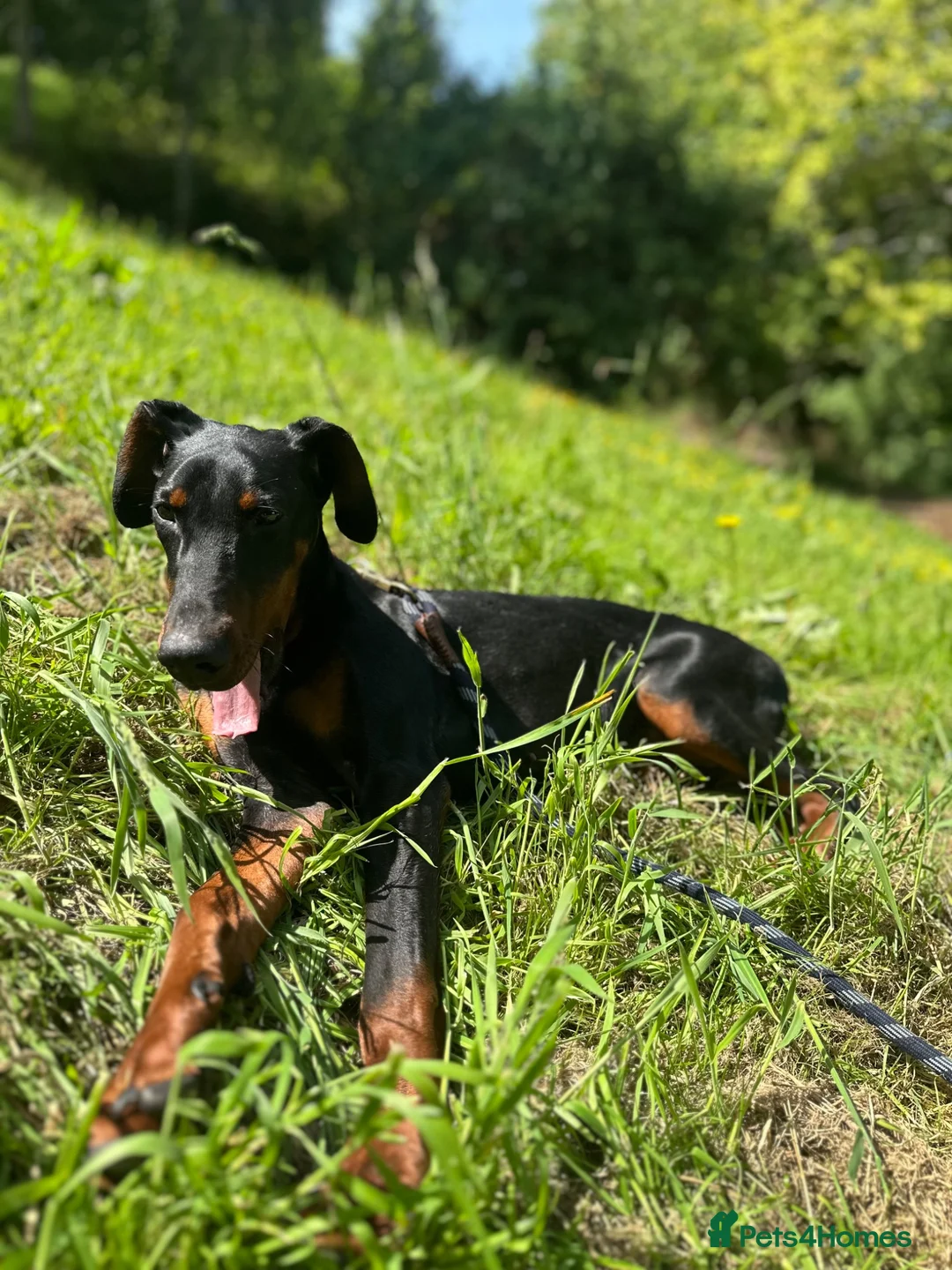 Dobermann dogs for sale: Beautiful 8 Month Old Female Doberman - Advert 8