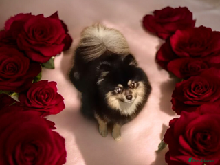 Pomeranian dogs Pomeranian stud york - Advert 12