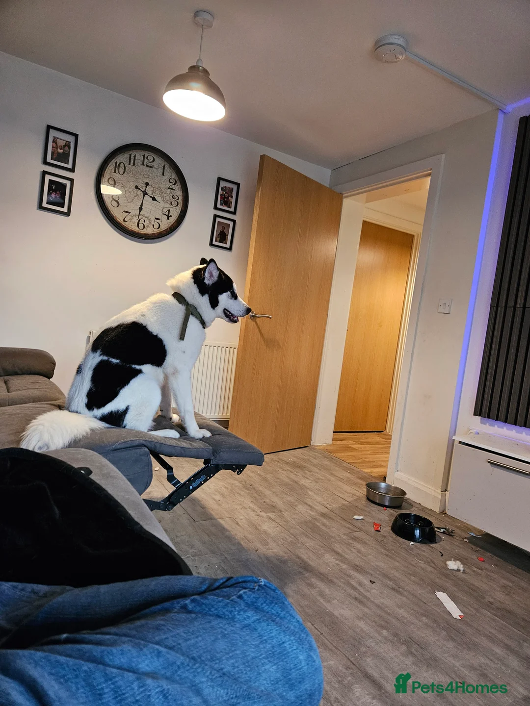 Utonagan dogs for sale: Malamute huskey cross - Advert 2