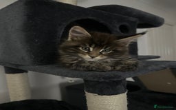 Maine Coon cats for sale: XXL Maine Coon Kittens Double TICA Champion lines  - Image 22