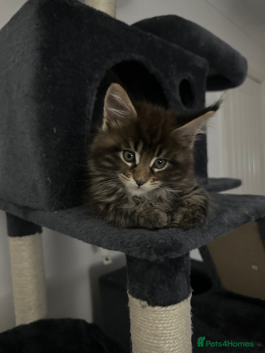 Maine Coon cats for sale: XXL Maine Coon Kittens Double TICA Champion lines  - Image 22