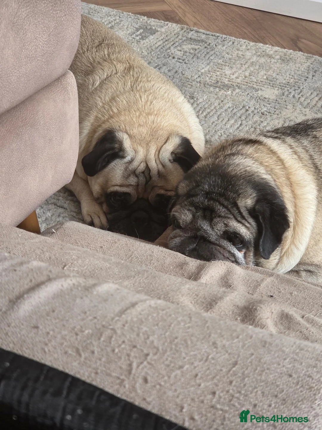 Pug dogs for sale: Male Pug age 10 and Female Pug age 6 in Birmingham - Advert 2