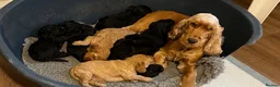 Cockapoo dogs for sale: Outstanding F1 Cockapoos in Wetherby - Advert 11
