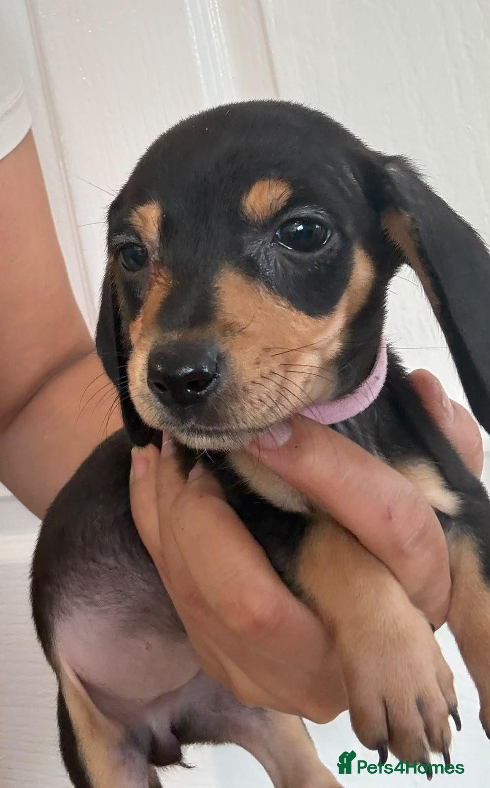 Dachshund dogs Beautiful black and cream puppies available  - Advert 6