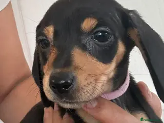 Dachshund dogs Beautiful black and cream puppies available - Advert 6