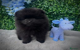 Pomeranian dogs for sale: ** TRUE TO TYPE BLACK POMERANIAN PUPPIES ** - Image 6
