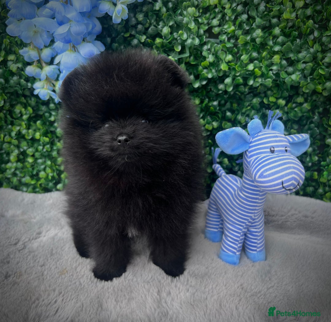 Pomeranian dogs for sale: ** TRUE TO TYPE BLACK POMERANIAN PUPPIES ** - Image 6