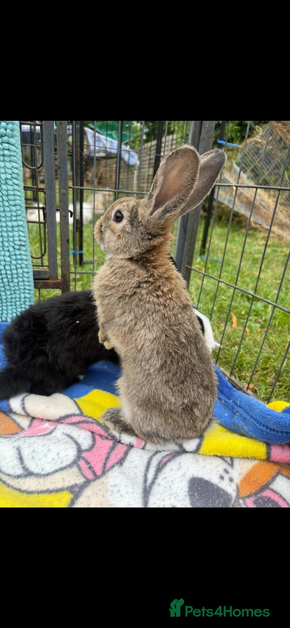 Mini Lion Lop rabbits Mini lion lop baby bunny rabbits - Advert 2