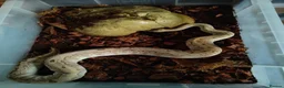 Python Snake reptiles for sale: Various Royal Pythons - Advert 18