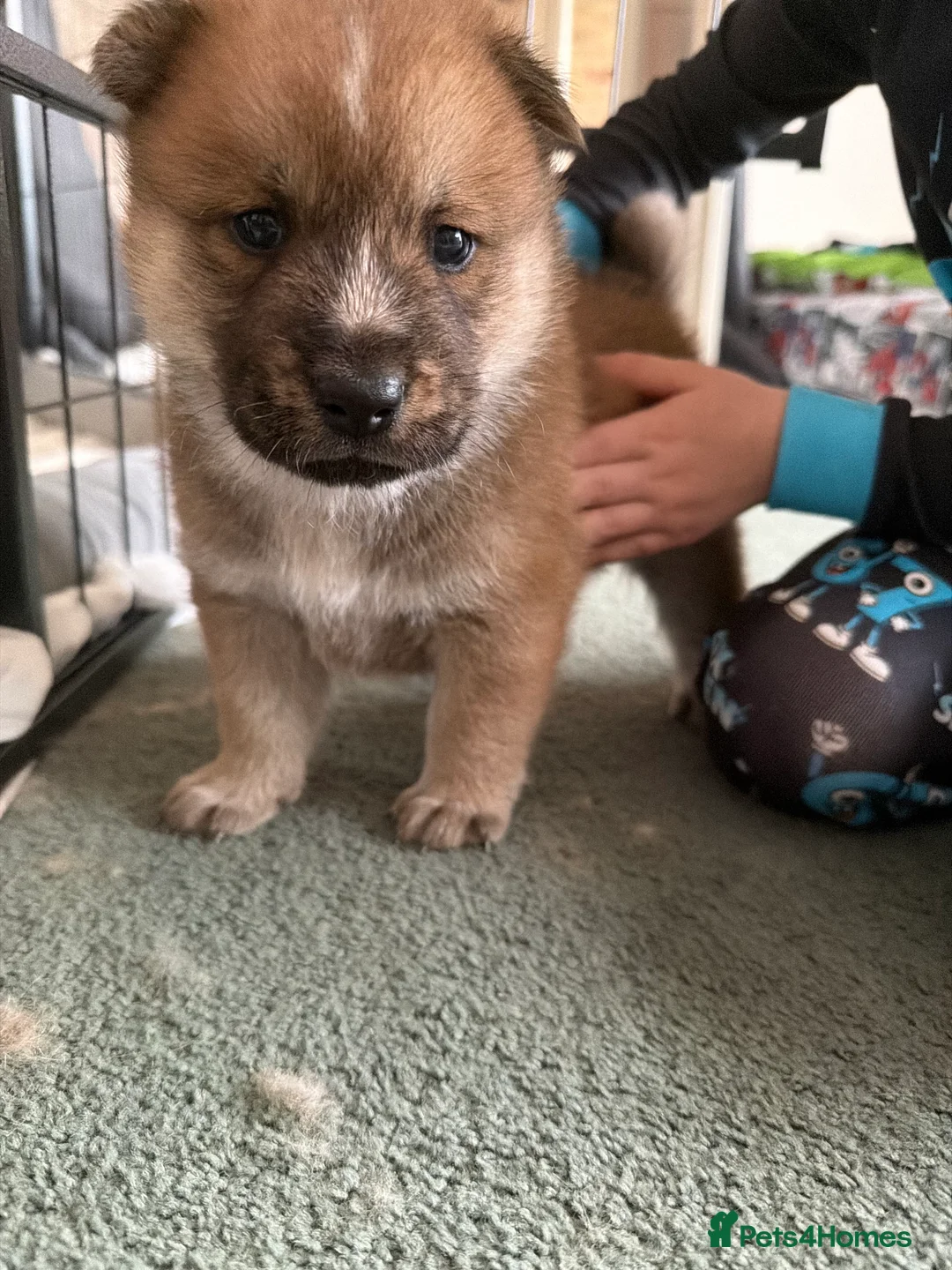 Mixed Breed dogs for sale: Chowski puppy’s  - Advert 17