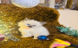 Ragdoll cats for sale: GCCF Pure Ragdoll Seal/Blue Point Lynx Mitted - Advert 37