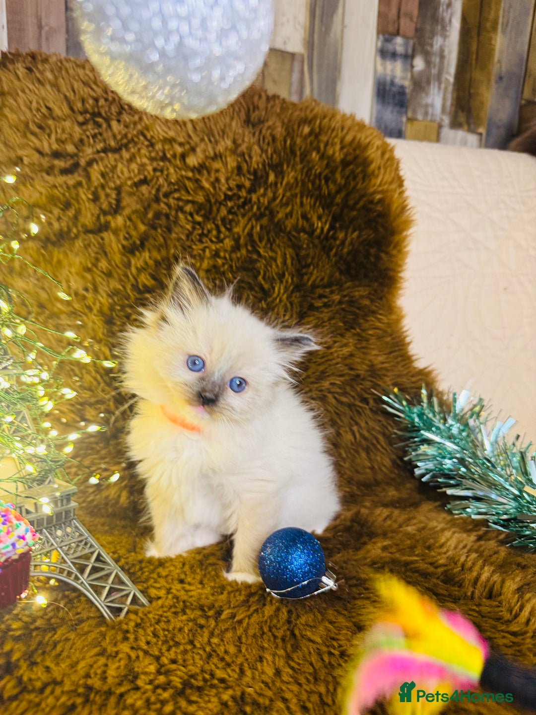 Ragdoll cats for sale: GCCF Pure Ragdoll Seal/Blue Point Lynx Mitted - Advert 37