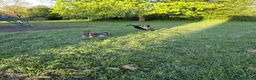 Labrador Retriever dogs for sale: Black Labrador Retriever for rehoming  - Advert 3