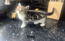 Mixed Breed cats for sale: Mix breed kittens  - Image 1