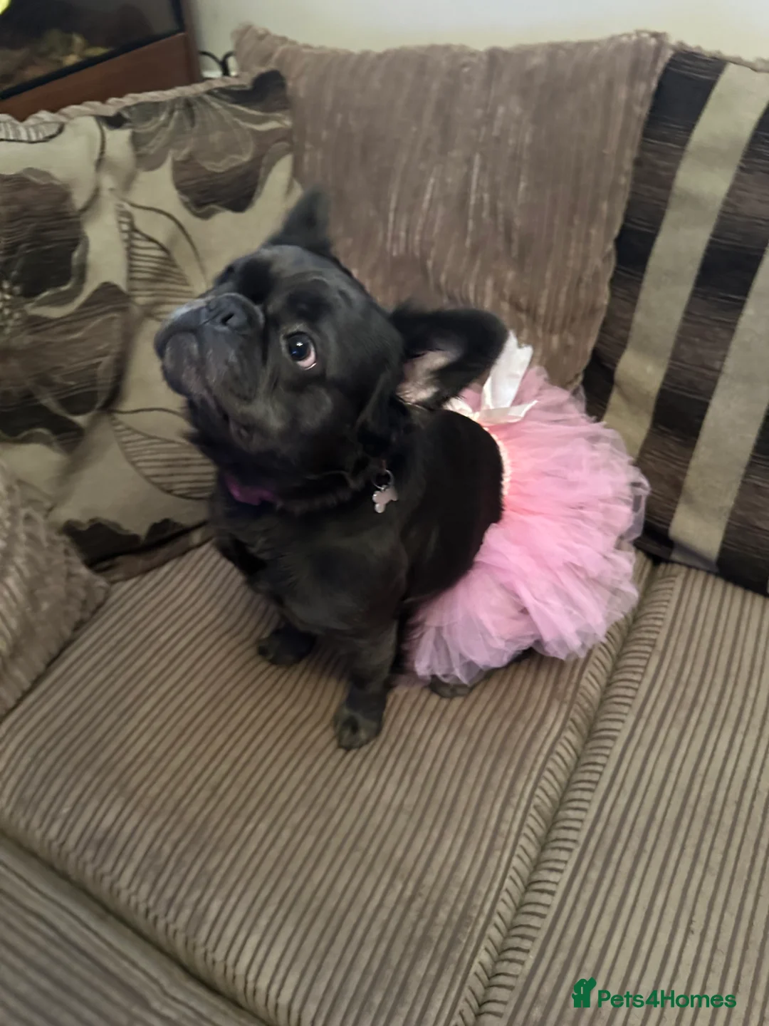 French Bulldog dogs for sale: Fully visual fluffy female French bulldog  - Advert 4