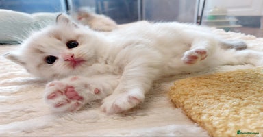 Ragdoll cats Beautiful Ragdoll  kittens raised with ❤️ - Advert 5