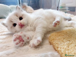 Ragdoll cats Beautiful Ragdoll kittens raised with ❤️ - Advert 5