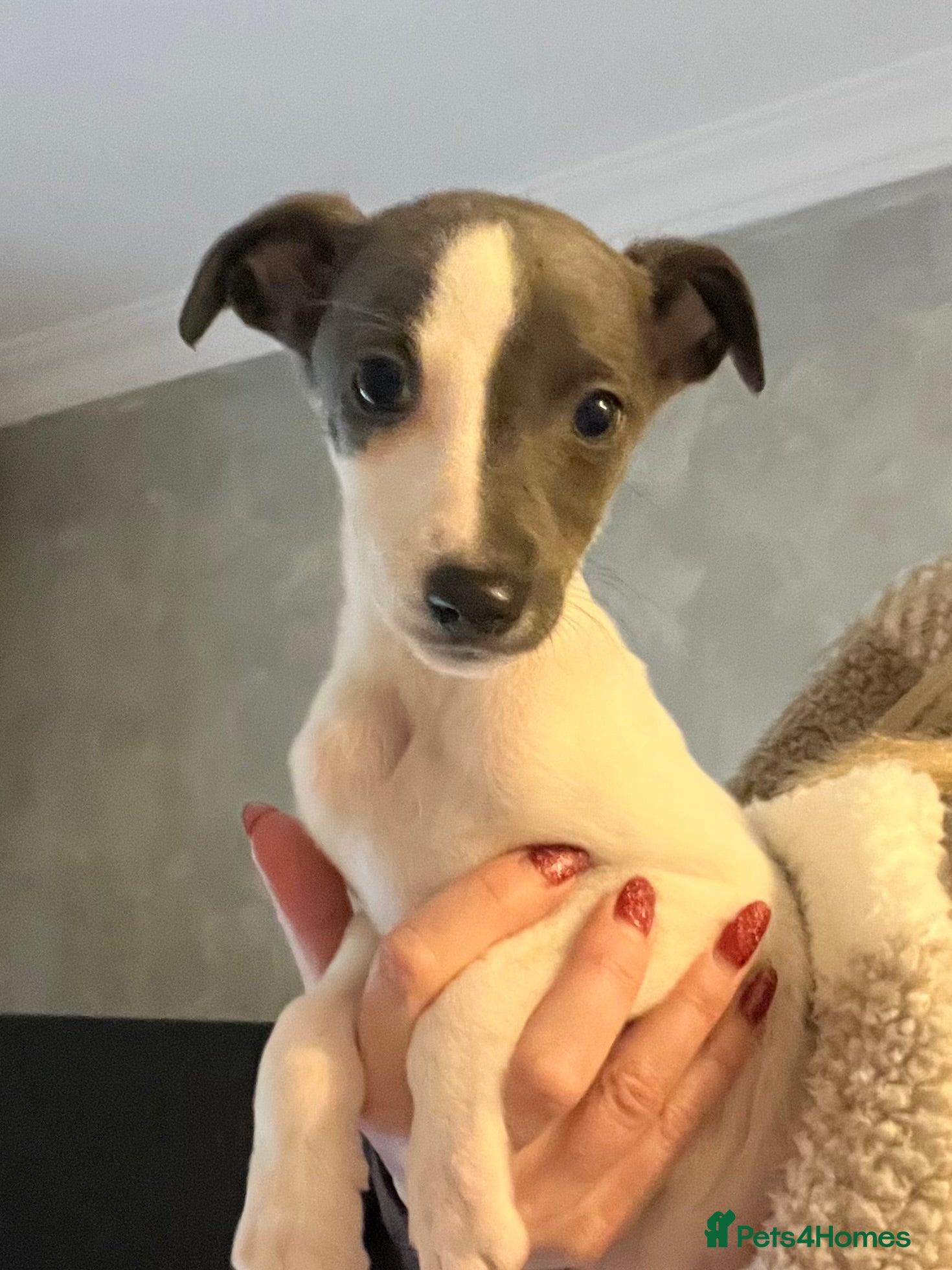 Whippet dogs Last pedigree whippet girl  - Advert 3