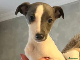 Whippet dogs Last pedigree whippet girl - Advert 3