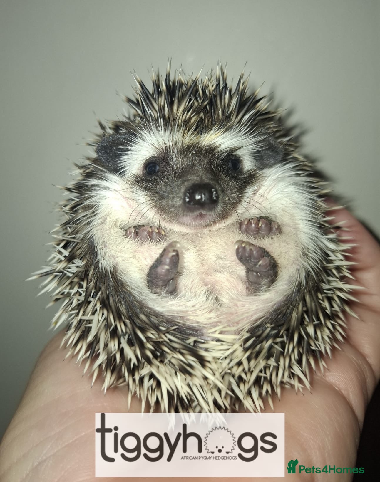 Pygmy Hedgehog rodents for sale: 1 female 3 Male African Pygmy Hedgehogs available  - Advert 1