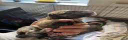 Mixed Breed dogs for sale: 2 Beautiful Female Blue Staffy x Shepski  in Felixstowe - Advert 2