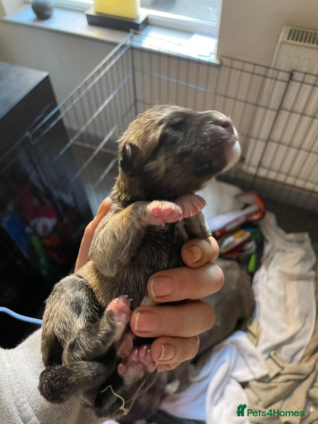 Mixed Breed dogs for sale: 2 Beautiful Female Blue Staffy x Shepski  in Felixstowe - Advert 2