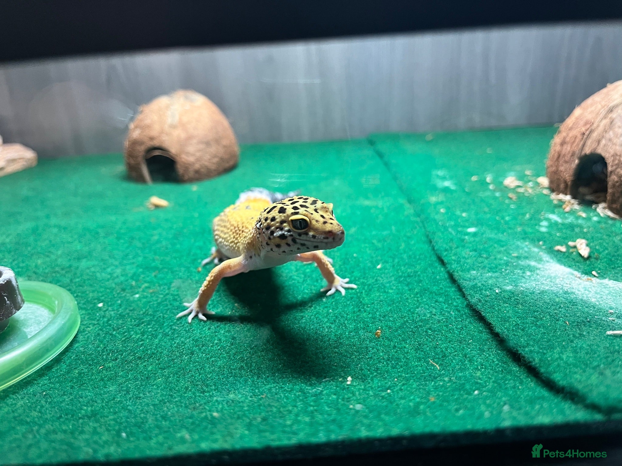 Leopard Gecko reptiles Leopard gecko  - Advert 1