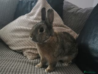 Netherland Dwarf rabbits Netherland Dwarf - Advert 9