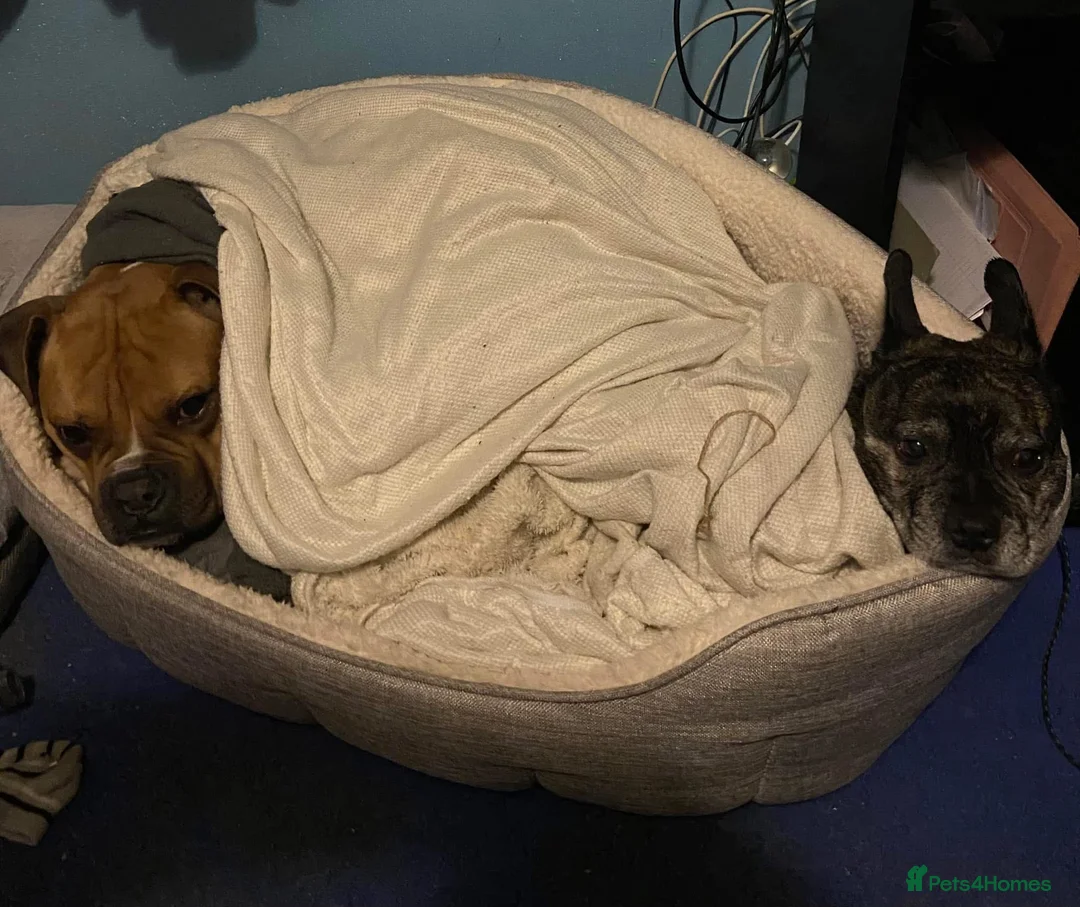 Mixed Breed dogs for sale: Boxer cross 5 years old  - Advert 11