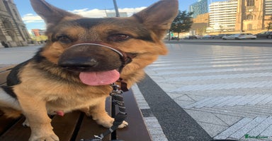 German Shepherd dogs - Advert 11