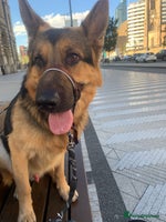 German Shepherd dogs - Advert 8