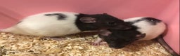 Rat rodents for sale: Beautiful tame fancy rats & mice - Advert 3