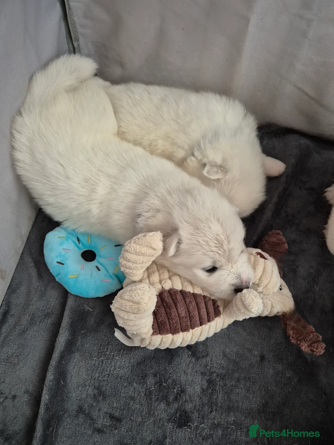 Samoyed dogs for sale: Samoyed Puppies, KC Registered & Health Screened in Barnsley - Advert 8