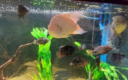 Cichlids fish for sale: Beautiful Oscar & Red Terror Cichlids 8-9inches - Image 9