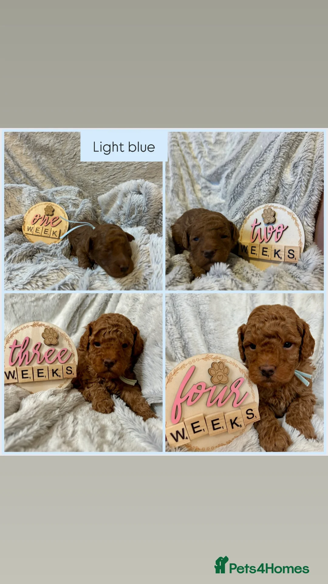 Cockapoo dogs for sale: 🐶 Adorable Cockapoos 🥰 in Kettering - Advert 2