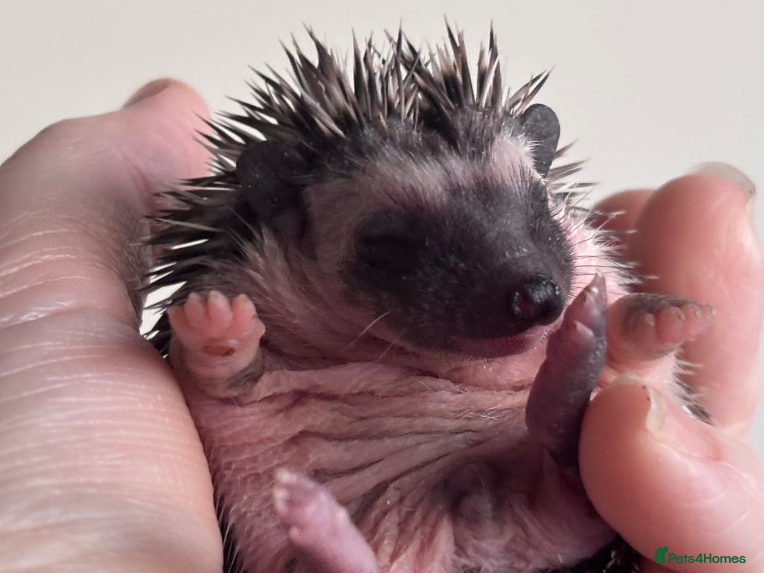 Pygmy Hedgehog rodents for sale: Girls Boys Ethically Bred African Pygmy Hedgehogs - Advert 14