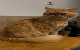 Persian cats for sale: Ginger male  - Advert 3